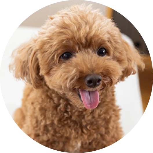 犬