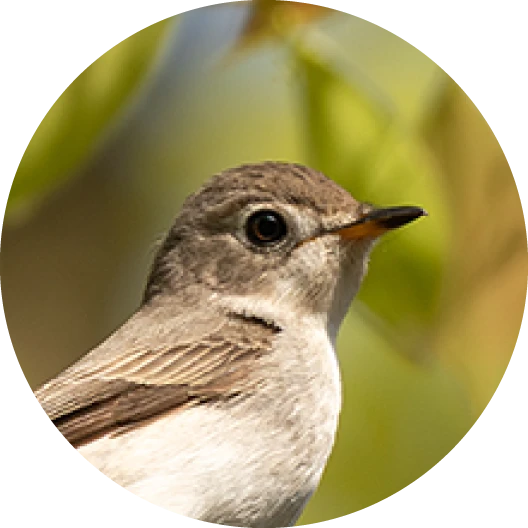 鳥