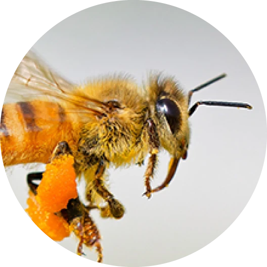 ハチ